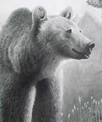 bear pencil drawing