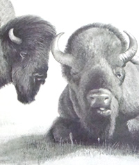 buffalo drawing